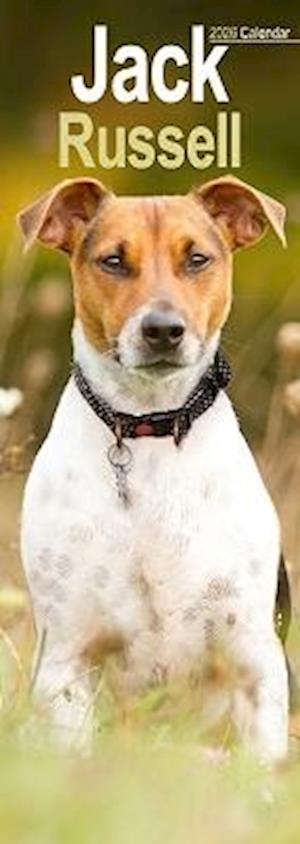 Cover for Jack Russell Slim Calendar 2026  Dog Breed Slimline Calendar - 12 Month (Calendar) (2025)