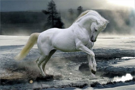 Cover for Bob Langrish · Bob Langrish: Horse Snow (Poster Maxi 61x91,5 Cm) (MERCH)