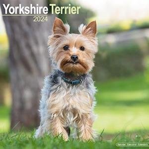 Cover for Yorkshire Terrier Calendar 2024  Square Dog Breed Wall Calendar - 16 Month (Kalender) (2023)
