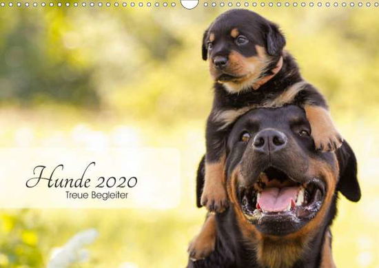 Cover for Pohle · Hunde 2020 - Treue Begleiter (Wan (Bog)