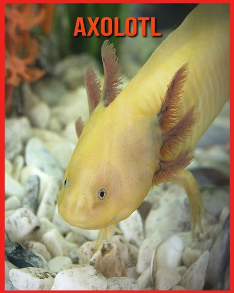 Cover for Alicia Moore · Axolotl (Paperback Book) (2021)