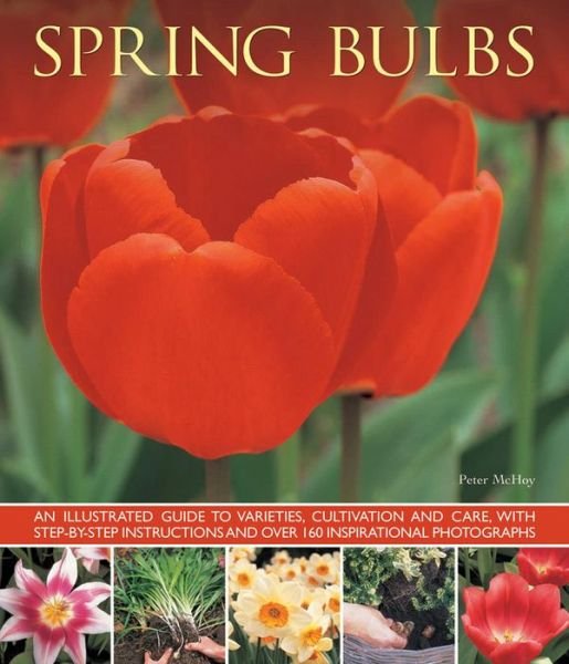 Spring Bulbs - Mchoy Peter - Books - Anness Publishing - 9781780193076 - August 12, 2014