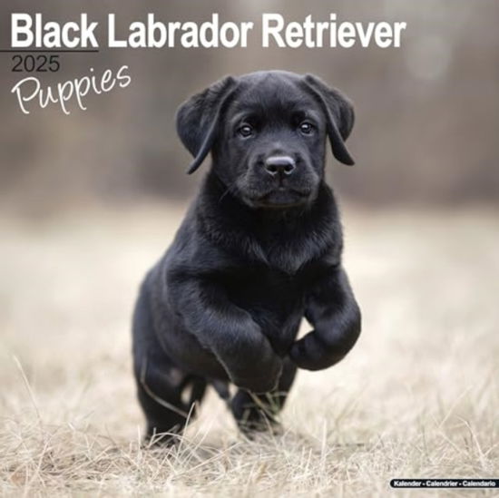 Cover for Black Labrador Puppies Calendar 2025  Square Dog Puppy Breed Wall Calendar - 16 Month (Calendar) (2024)