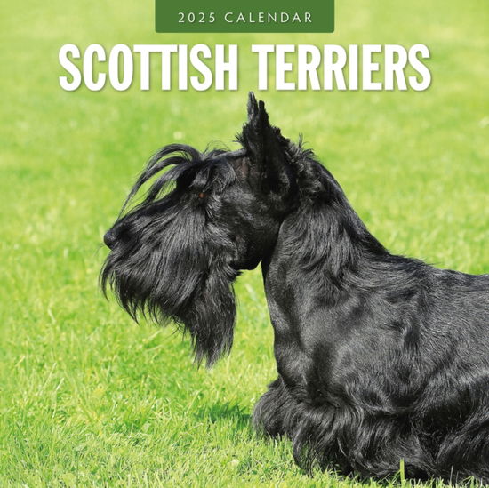 Cover for Red Robin · Scottish Terriers 2025 Square Wall Calendar (Paperback Book) (2024)