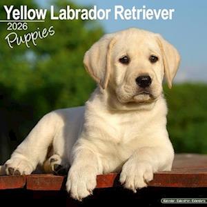 Cover for Yellow Labrador Puppies Calendar 2026  Square Dog Puppy Breed Wall Calendar - 16 Month (Calendar) (2025)