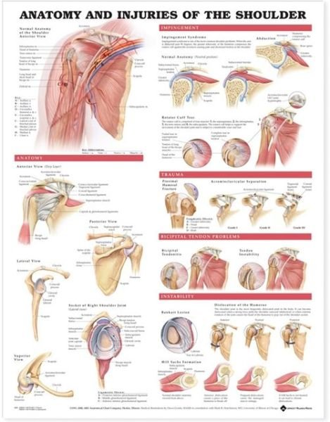 Cover for Acc 9800pu · Anatomy and Injuries of the Shoulder Anatomical Chart (Map) (2002)