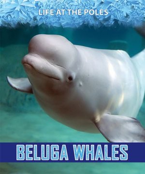 Cover for Kathy Furgang · Beluga Whales (Hardcover Book) (2019)