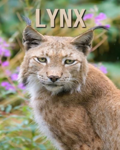 Cover for Dan Anthony · Lynx (Paperback Book) (2020)