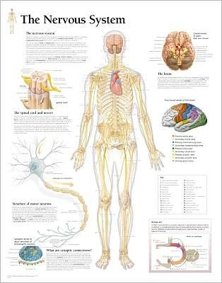Nervous System Laminated Poster - Scientific Publishing - Merchandise - Scientific Publishing - 9781932922080 - 1. desember 2004