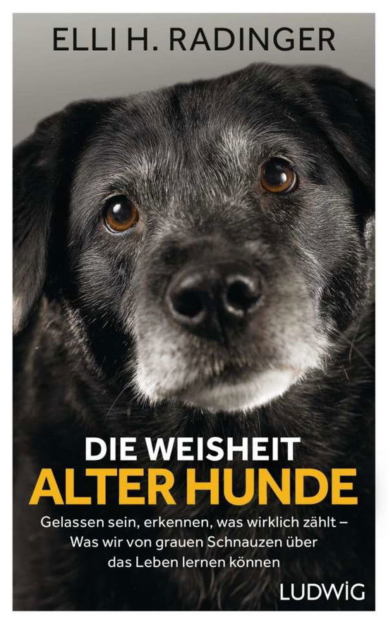 Cover for Radinger · Die Weisheit alter Hunde (Book)