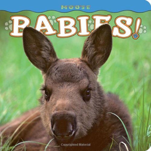 Cover for Photography by Henry H. Holdsworth · Moose Babies! (Babies! (Farcountry Press)) (Board book) [First edition] (2011)