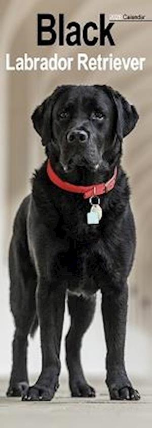 Cover for Black Labrador Retriever  Slim Calendar 2026  Dog Breed Slimline Calendar - 12 Month (Calendar) (2025)