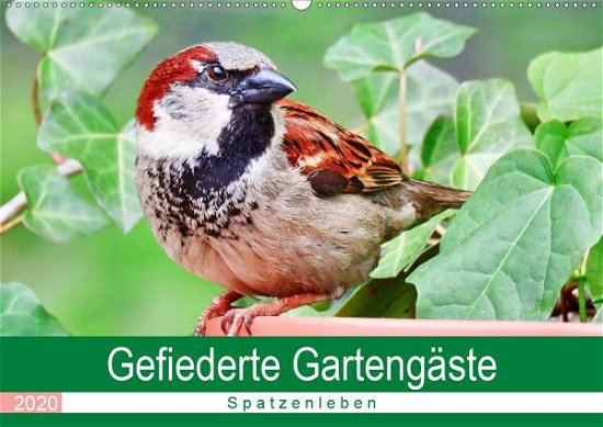 Cover for Löwer · Gefiederte Gartengäste - Spatzenl (Bog)