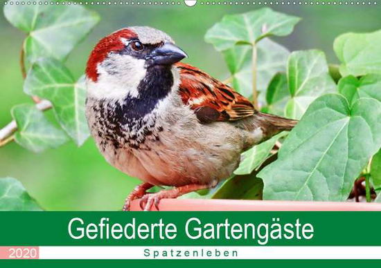 Cover for Löwer · Gefiederte Gartengäste - Spatzenl (Buch)