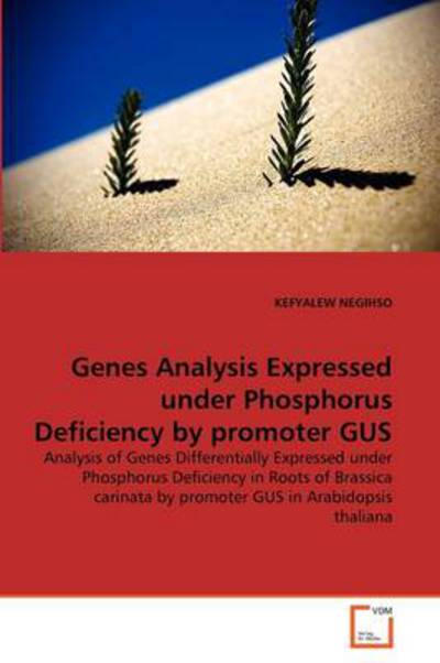 Cover for Kefyalew Negihso · Genes Analysis Expressed Under Phosphorus Deficiency by Promoter Gus: Analysis of Genes Differentially Expressed Under Phosphorus Deficiency in Roots ... by Promoter Gus in Arabidopsis Thaliana (Pocketbok) (2011)