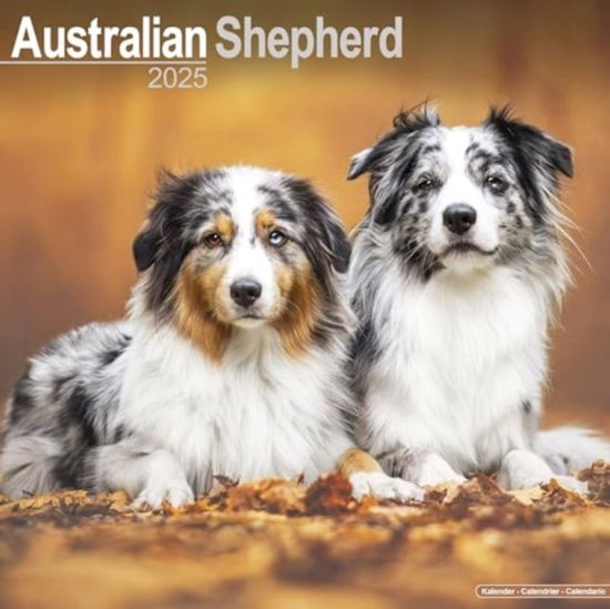 Cover for Australian Shepherd Calendar 2025 Square Dog Breed Wall Calendar - 16 Month (Calendar) (2024)