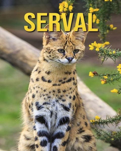 Cover for Dan Anthony · Serval (Paperback Book) (2020)