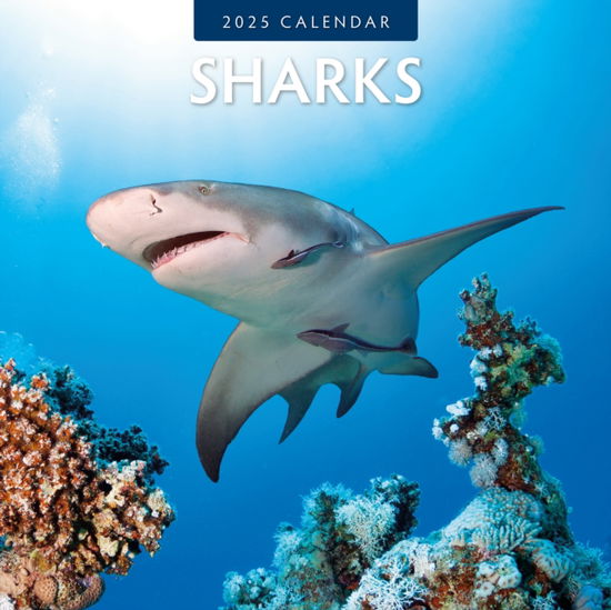 Cover for Red Robin · Sharks 2025 Square Wall Calendar (Paperback Book) (2024)