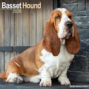 Cover for Basset Hound Calendar 2026  Square Dog Breed Wall Calendar - 16 Month (Calendar) (2025)