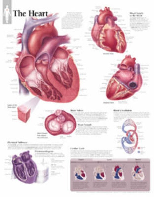 Scientific Publishing · Heart Paper Poster (Plakat) (2002)