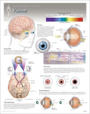 Vision Laminated Poster - Scientific Publishing - Boeken - Scientific Publishing Limited - 9781935612087 - 31 mei 2013