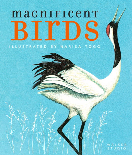 Cover for Narisa Togo · Magnificent Birds - Walker Studio (Paperback Book) (2025)