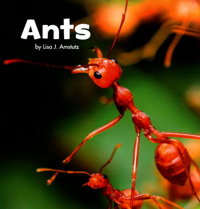 Cover for Lisa J. Amstutz · Ants - Little Critters (Paperback Book) (2017)