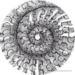 Cover for Lucy · Finnegan (12&quot;) (2012)