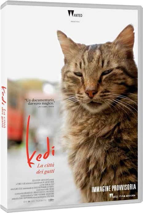 Cover for Kedi - La Citta' Dei Gatti (DVD) (2019)