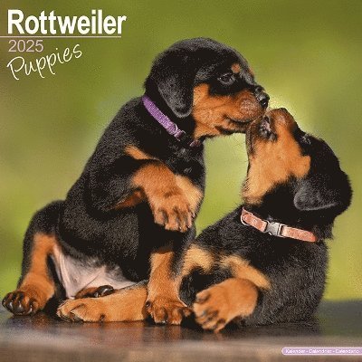 Cover for Rottweiler Puppies Calendar 2025 Square Dog Puppy Breed Wall Calendar - 16 Month (Kalender) (2024)
