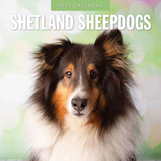 Red Robin · Shetland Sheepdogs 2025 Square Wall Calendar (Pocketbok) (2024)