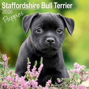 Cover for Staffordshire Bull Terrier Puppies Calendar 2026  Square Dog Puppy Breed Wall Calendar - 16 Month (Calendar) (2025)