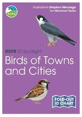 Cover for Marianne Taylor · RSPB ID Spotlight - Birds of Towns and Cities - RSPB (Kort) (2025)