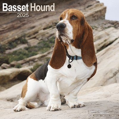 Cover for Basset Hound Calendar 2025 Square Dog Breed Wall Calendar - 16 Month (Kalender) (2024)
