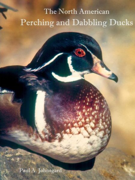 Cover for Paul Johnsgard · The North American Perching and Dabbling Ducks (Paperback Book) (2017)