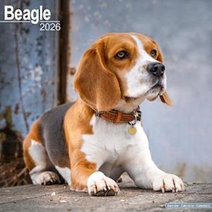 Cover for Beagle Calendar 2026  Square Dog Breed Wall Calendar - 16 Month (Calendar) (2025)