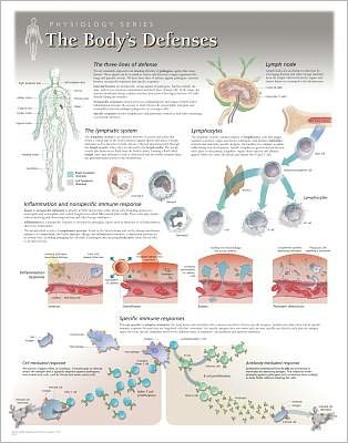 Cover for Scientific Publishing · Body's Defences Laminated Poster (Kartor) (2013)