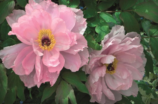 Memo Block - Peony - Peony Press - Books - Anness Publishing - 9780754832096 - December 10, 2015