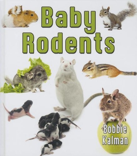 Cover for Bobbie Kalman · Baby Rodents (It's Fun to Learn About Baby Animals) (Hardcover Book) (2013)