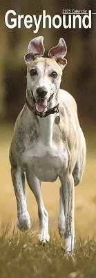 Greyhound Slim Calendar 2025 Dog Breed Slimline Calendar - 12 Month (Kalender) (2024)