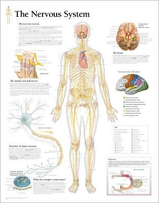 Nervous System Paper Poster - Scientific Publishing - Merchandise - Scientific Publishing - 9781932922097 - December 1, 2004