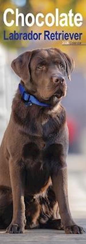 Cover for Chocolate Labrador Retriever Slim Calendar 2026  Dog Breed Slimline Calendar - 12 Month (Calendar) (2025)