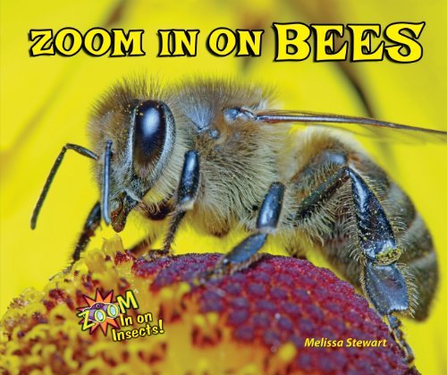 Cover for Melissa Stewart · Zoom in on Bees (Zoom in on Insects!) (Inbunden Bok) (2014)
