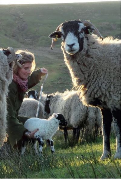 Cover for Amanda Owen · Yorkshire Shepherdess Notebook (Stationery) (2016)