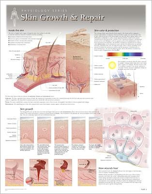 Cover for Scientific Publishing · Skin Growth &amp; Repair Laminated Poster (Landkarten) (2013)