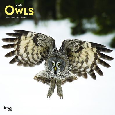 Cover for Browntrout · Owls 2023 Square Calendar (Calendar) (2022)