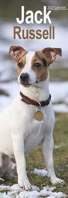 Jack Russell Slim Calendar 2025 Dog Breed Slimline Calendar - 12 Month (Calendar) (2024)