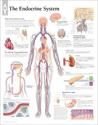 Cover for Scientific Publishing · Endocrine System Laminated Poster (Poster) (2004)