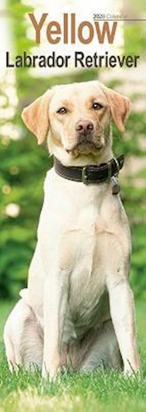 Cover for Yellow Labrador Retriever Slim Calendar 2026  Dog Breed Slimline Calendar - 12 Month (Calendar) (2025)
