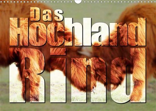 Cover for Zabel · Das Hochlandrind (Wandkalender 20 (Bog)